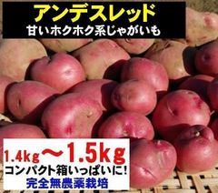 新じゃがいも アンデスレッド 約1.5kg 完全無農薬栽培 春じゃがいも