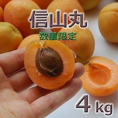 ○信山丸 3kg ○シロップ漬に最適！信州産 あんず 杏 アプリコット