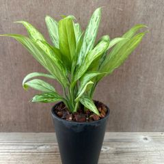 希少種‼️アンスリウム ルネッサンス イエローバリエガータ‼️3号鉢
