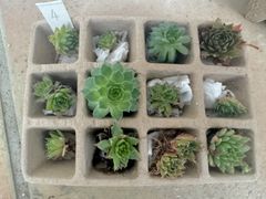 センペルビウム12種類セット♡𝐍𝐨. 4