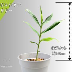 【沖縄育ち】約38cm ジンジャーリリー 苗 観葉植物 15-5