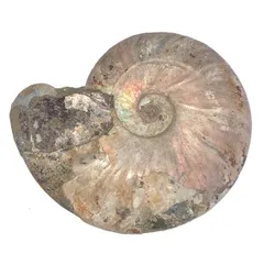 アンモナイト 化石群集 コレクション 原石 自然 置物 歴史資料 古代 標本 アンモナイト 化石群集 コレクション 原石 自然 置物 歴史資料