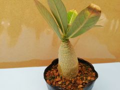 アデニウムアラビカムドワーフブラックナイト中株抜き苗1株(鉢などは付きません)プランツタグつきAD-01