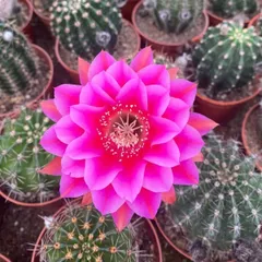 【現品】 多肉植物 花サボテン　ロビビア属　TOM 開花株➕Cc-46 現品】 多肉植物 花サボテン ロビビア属 TOM 開花株➕Cc-46