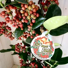 完売天然野生＊とてもダイナミックな森の可愛い柊さん【柊＊クリスマス