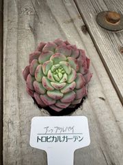 アップルパイ　エケベリア　トロピカルガーデン　多肉植物