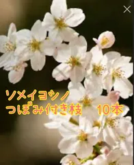 2025年最新】ソメイヨシノ 枝の人気アイテム - メルカリ