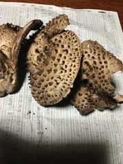 香茸　国産 椎茸香信