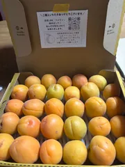 【産地直送】希少あんず「信月（しんげつ）」生食・加工用 1kg超（宅急便コンパクト）のサムネイル