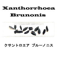 専用ページ　クサントロエア　グラウカ　2苗　鉢のまま発送 imgrc0077085713.jpg