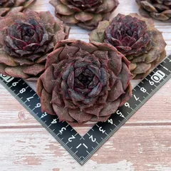 多肉植物　Sedum  coco様仮専用　❀お任せ❀ 多肉植物 Sedum coco様仮専用 ❀お任せ❀ 多肉植物 Sedum coco様