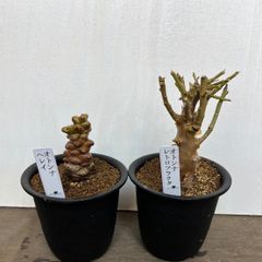 冬型塊根植物２点セット‼️ オトンナレトロフラクタ　オトンナヘレイ