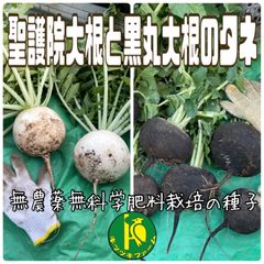 聖護院大根と黒丸大根のタネ.各40粒　固定種・無農薬無化学肥料栽培のタネ