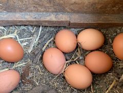 無洗卵　産みたて平飼い有精卵40個
