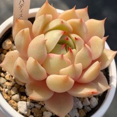 美苗！★ベンバディス 多肉植物（抜き苗・速達付）自家栽培 国産