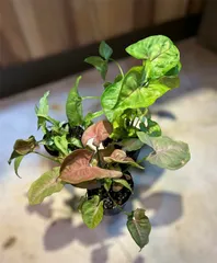 シンゴニウム　3ポットセット