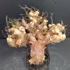 2025年最新】チレコドン 万物想の人気アイテム - メルカリ