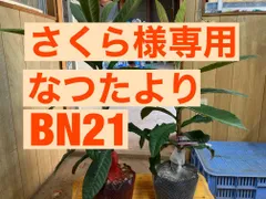 2024年最新】びわ なつたよりの人気アイテム - メルカリ