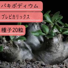 【種子】パキポディウム・ブレビカリックス 種子20粒
