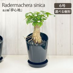 観葉植物 ステレオスペルマム 6号 黒陶器鉢 受皿付 黒デコジャリ大付 ラデルマケラ おしゃれ 母の日 鉢植え 誕生日 開店祝い 新築祝い お祝い インテリア リビング 送料無料 [黒5]