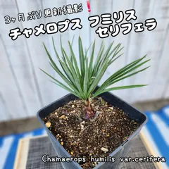 2025年最新】チャメロプスの人気アイテム - メルカリ