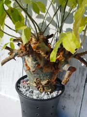 【白銀肌】コミフォラ　エミニー　 Commiphora eminii