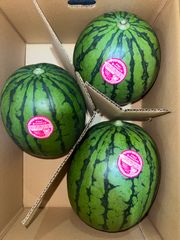 北海道沖縄離島追加送料無し　長崎産小玉赤肉すいか《ピノガール》3Lサイズ3玉