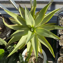 アガベ　ジョーホーク　子株　在庫無し アガベ・デスメティアナ ジョーホーク｜Agave desmettiana 'Joe