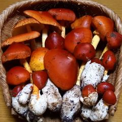 天然きのこ64　タマゴタケ、ヤマドリタケモドキ1kg
