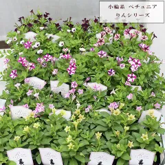 2024年最新】小輪ペチュニアの人気アイテム - メルカリ 