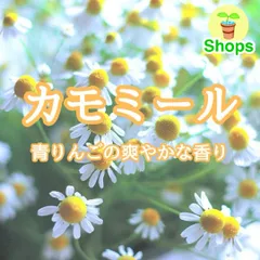 【ハーブの種】ジャーマンカモミール☆カミツレ 花の種子 約500粒！のサムネイル