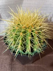 金鯱 大株 引き取り限定 金鯱大株引き取り限定