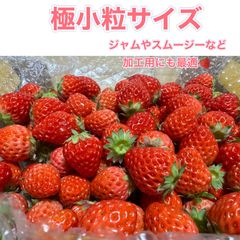 ミニ小粒サイズ　約700g　紅ほっぺ　いちご 🍓