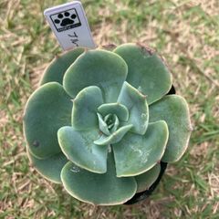 ブルーフリル　抜き苗　多肉植物　モフ多肉　エケベリア