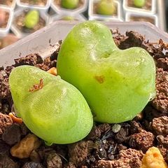 コノフィツム　フォエニセウム　大苗 2頭 SH1212 Conophytum phoeniceum 多肉植物 メルカリ便