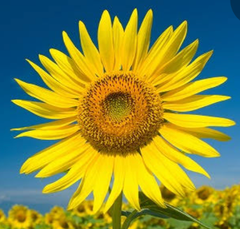 ひまわり - メルカリShops