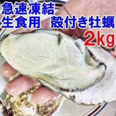 【連休中出荷可能】２kg 急速凍結 生食用冷凍牡蠣 殻付き 牡蠣 送料無料  冷凍便 牡蠣 殻付き 宮城県産 殻付き牡蠣 殻付き 殻付 カキ 牡蛎 かき 松島牡蠣屋 kaki かき「生食用　冷凍牡蠣　２ｋｇ」