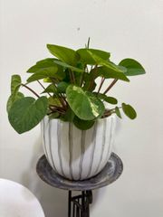ペペロミア・ラナ　斑入り　陶器鉢植え　穴あき　観葉植物　インテリア　グリーン　ハンギング　オシャレ　耐陰性