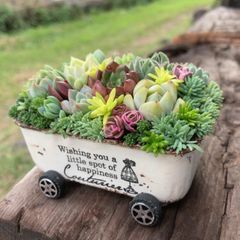 くままりさま専用ページ多肉植物寄せ植え飾れるちま寄せ花車