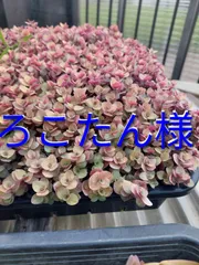 ろこたん様専用