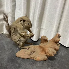 2025年最新】リス 剥製の人気アイテム - メルカリ