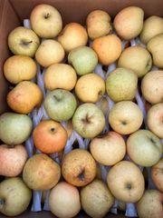 【わけあり品】青森県産りんご「トキ・小玉のみ」加工・ジュース用　色薄・大キズ・変形・押しキズ有 10kg以上【数量限定】
