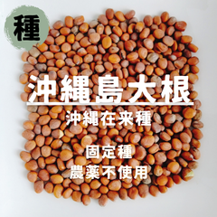 【種】沖縄島大根　ダイコン　農薬不使用　40粒