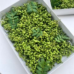 常温発送　夢農場　実山椒　600g+60g　長野県産　朝倉山椒