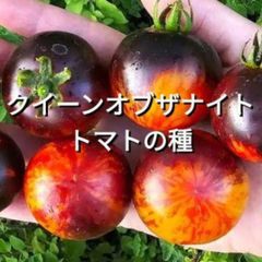 トマトの種(大玉・中玉・小玉) トマトの種(大玉・中玉・小玉)