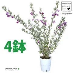 2025年最新】レウコフィルムの人気アイテム - メルカリ