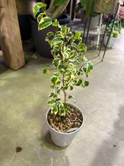 ベンジャミン・バロック　斑入り　５号　インテリア　グリーン　オシャレ　フィカス　観葉植物