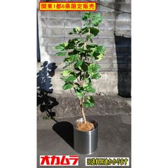（中古）（関東一部限定販売）プラントボックス付き人工樹木 プラントボックス(オカムラ製) フェイクグリーン F-NA-600-0112A