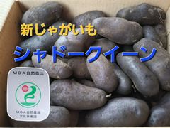 自然栽培　新じゃがいも　シャドークイーン　５キロ