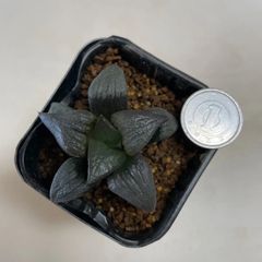 多肉植物　ハオルチア　アトロフスカ　抜き苗　根付き